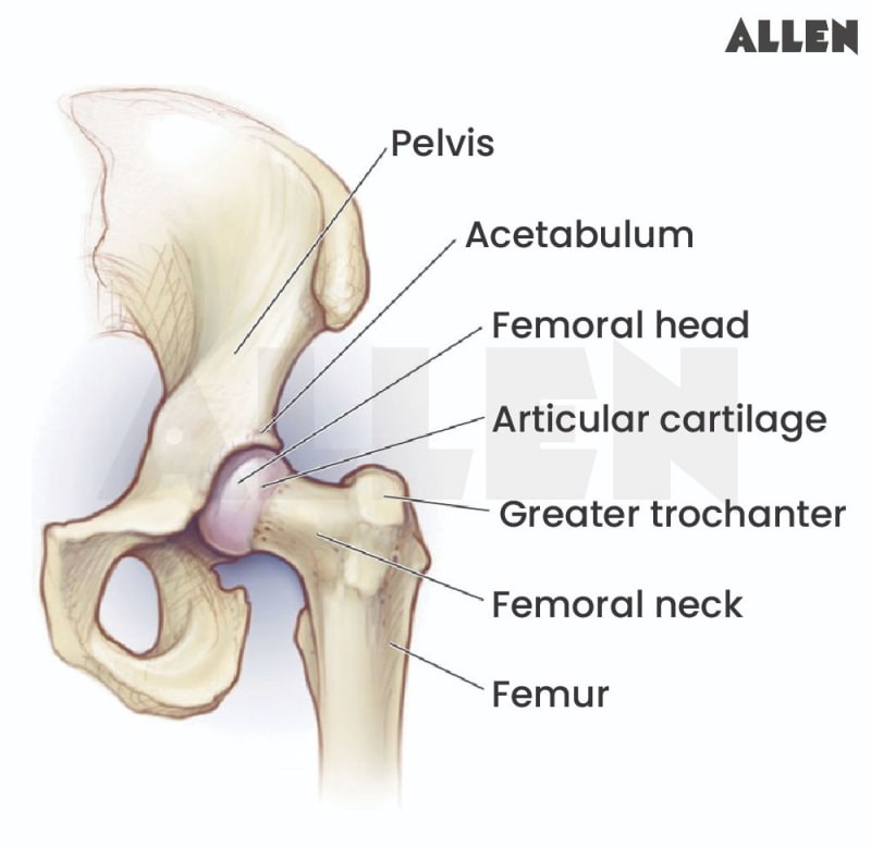 Ht Acetabular Acetabulum: Function, Types and FAQs