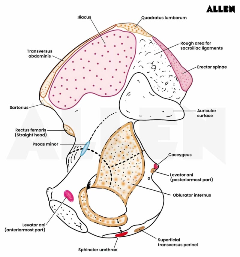 Ischium Anatomy