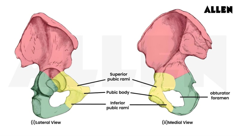 Ischium: Anatomy, Functions and Clinical Relevance