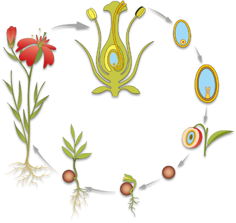 Plant Reproduction: Asexual vs Sexual