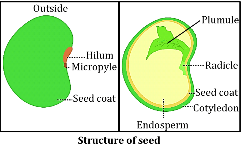 Flower to Fruit: How Pollination Leads to Seeds & Dispersal