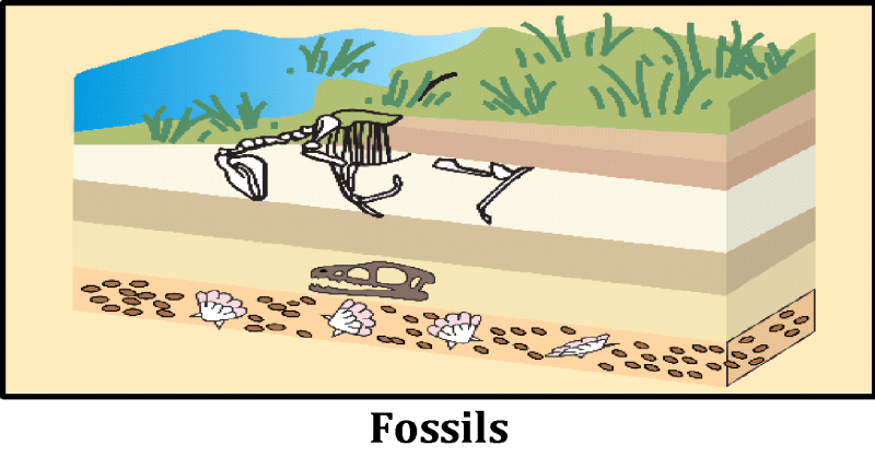 Much later erosion by sun, water flow, wears away some of the rock and exposes the horse like fossils. As we dig deeper, we will find older and older fossils.