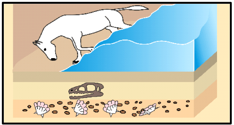 Again, millions of years later, the bodies of horse-like creatures dying in the area were fossilized in rocks above these earlier rocks.