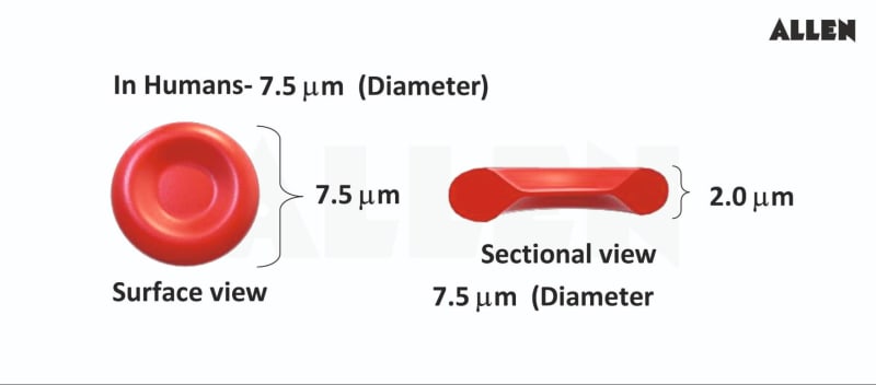 Blood and Circulation: Cells, Heart, Function