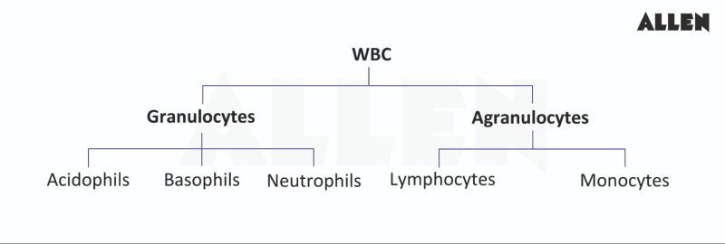 Wbcd Types Blood and Circulation: Cells, Heart, Function