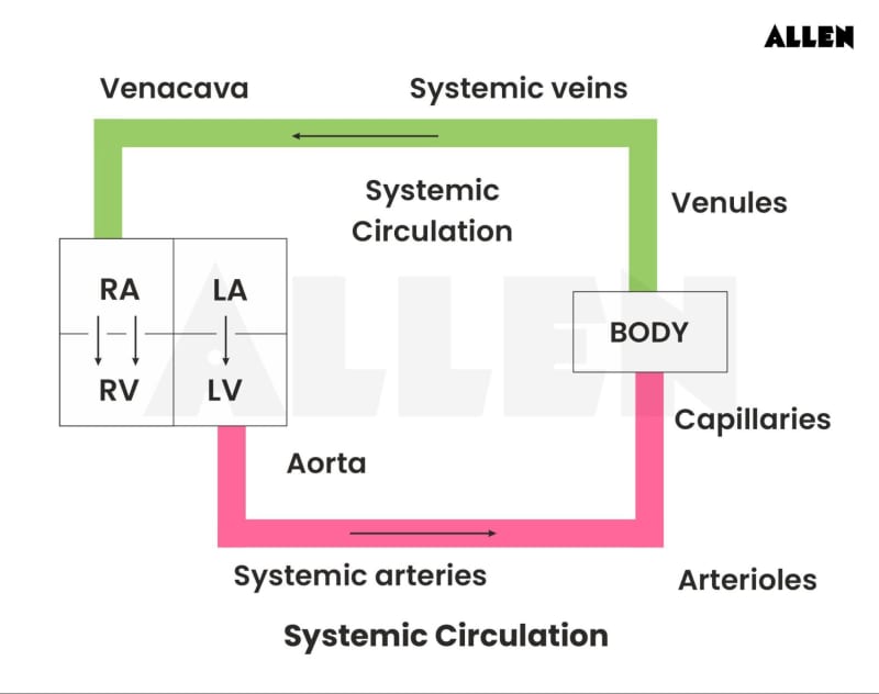 Systemic Flow Blood and Circulation: Cells, Heart, Function