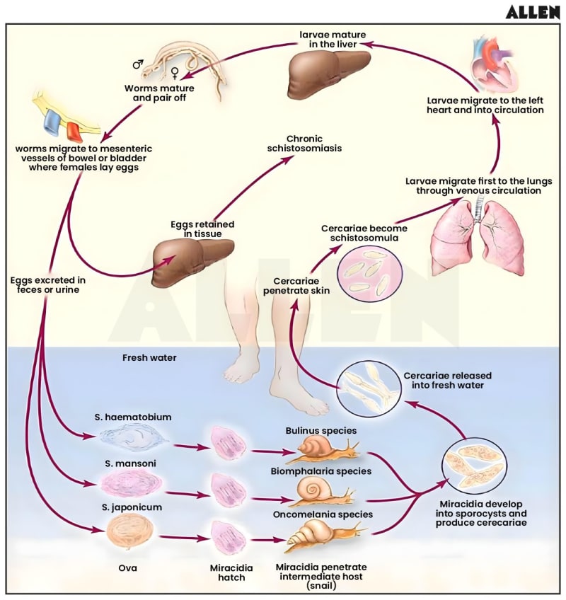 Life cycle of Helminthic