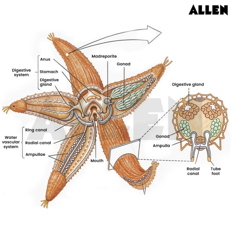 Sexual Reproduction In Starfish Starfish: Classification, Morphology and FAQs