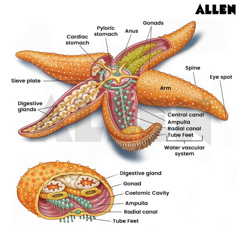 Basic Starfish Starfish: Classification, Morphology and FAQs