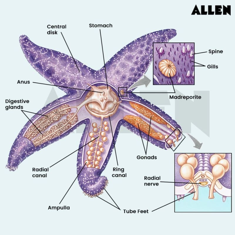 Starfish Ray Starfish: Classification, Morphology and FAQs