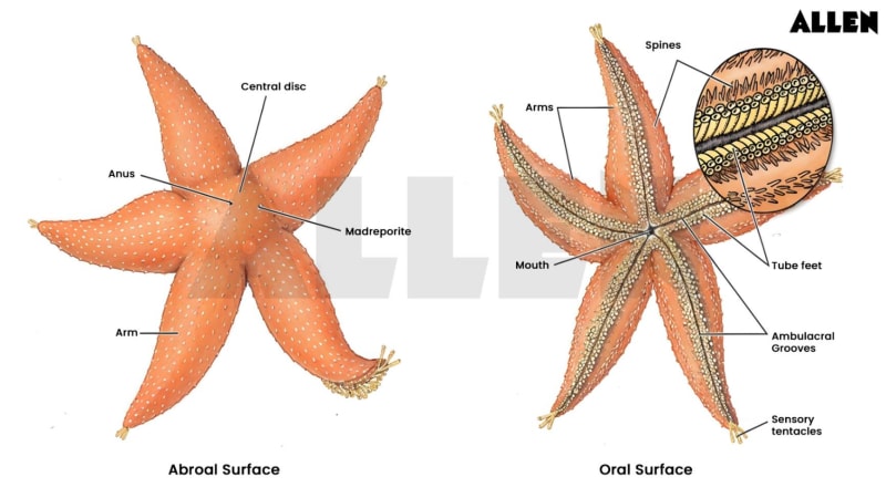 Starfish: Classification, Morphology and FAQs