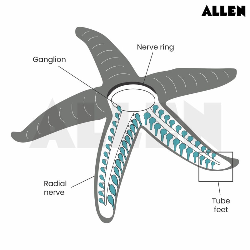 Starfish: Classification, Morphology and FAQs