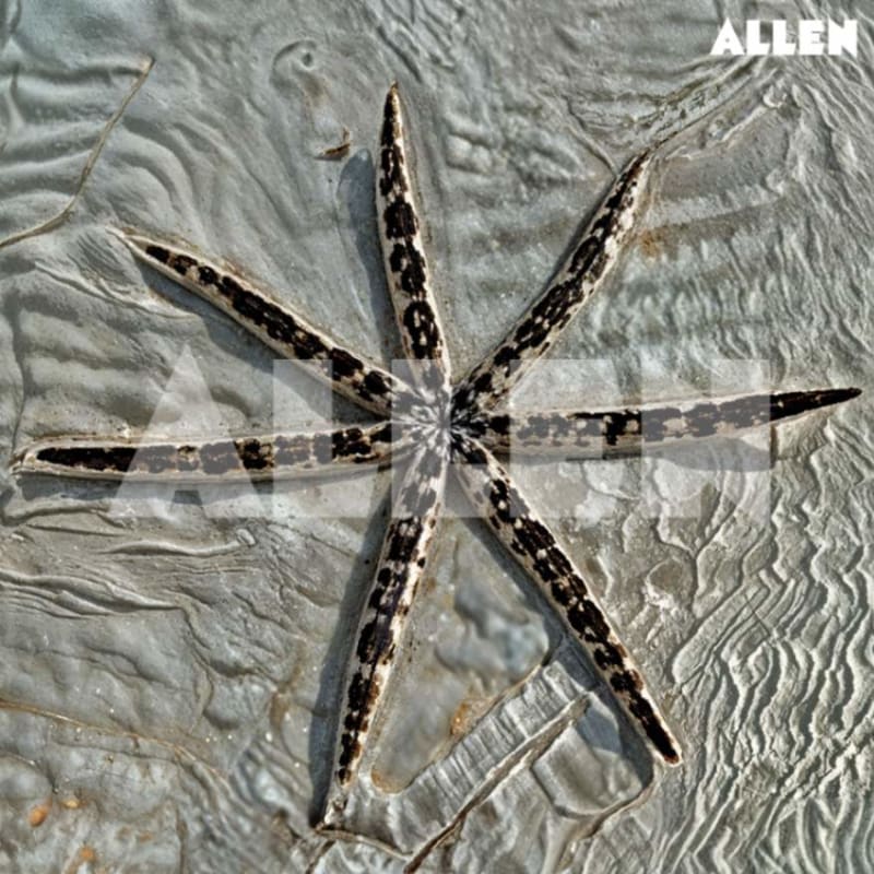 6 Rayed Starfish Starfish: Classification, Morphology and FAQs