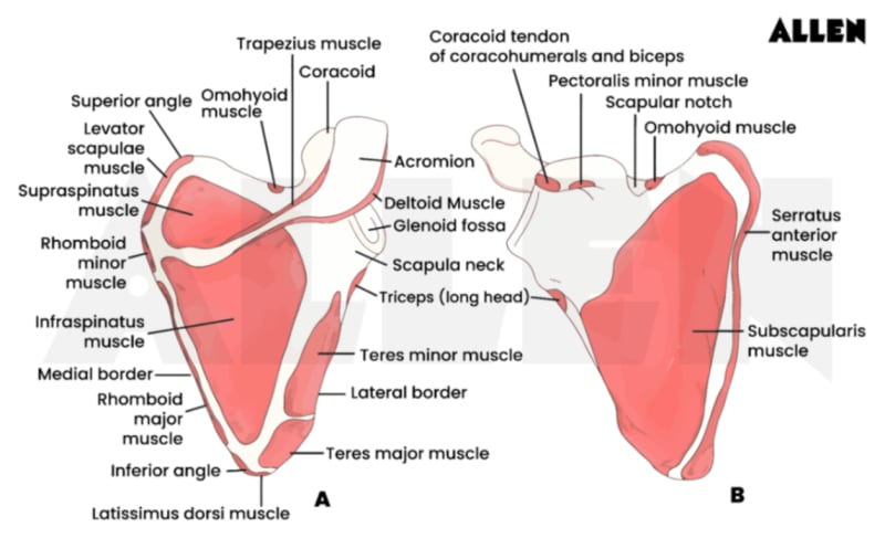 Trapezius muscle