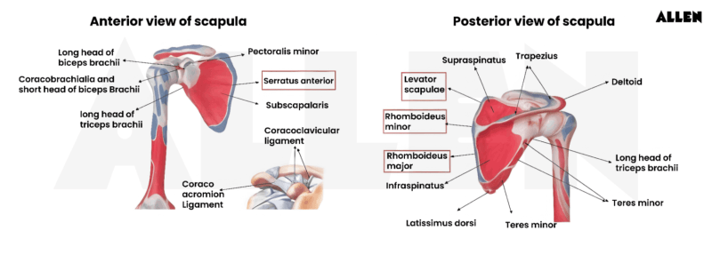 Anterior view of Scapula
