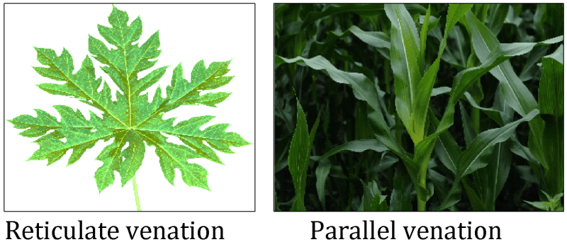 Class 6 - All About Leaves: Types, Venation & Modifications