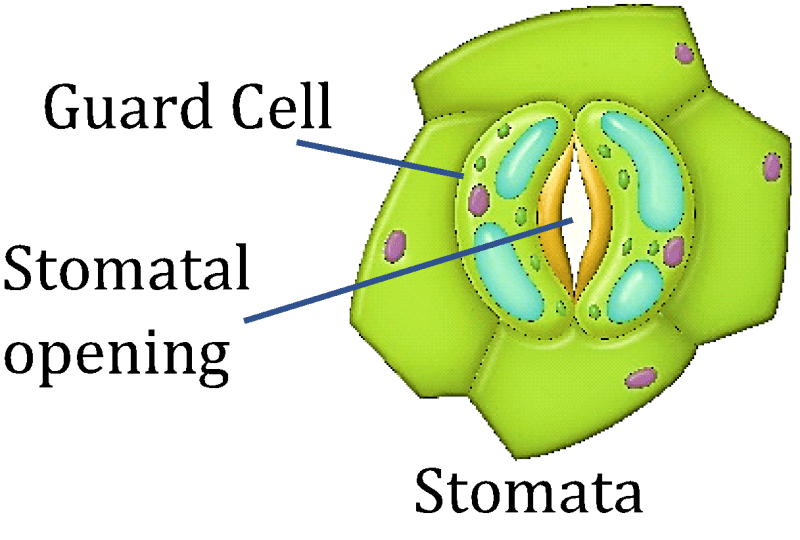 Photosynthesis| Process, Requirements, and Importance in Plants