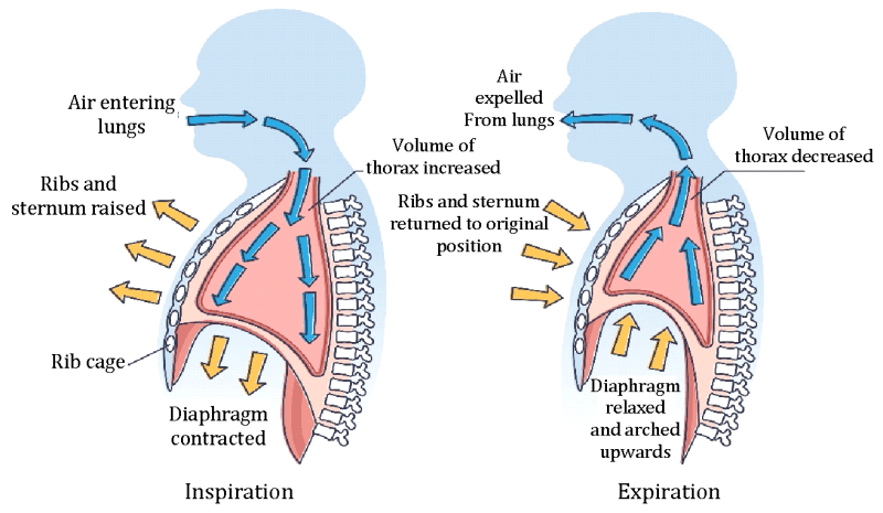Exhalation Rib Dys Breathing & Respiration| Mechanisms, Lung Functions,& the Critical Role ...