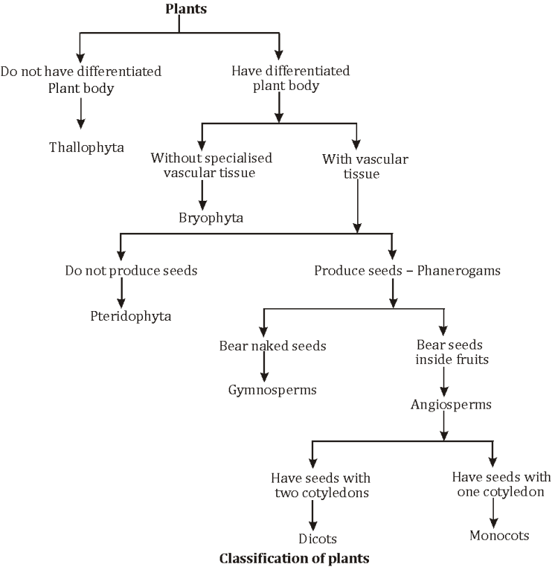 Plantae Kingdom Chart Biological Classification Five Kingdoms,