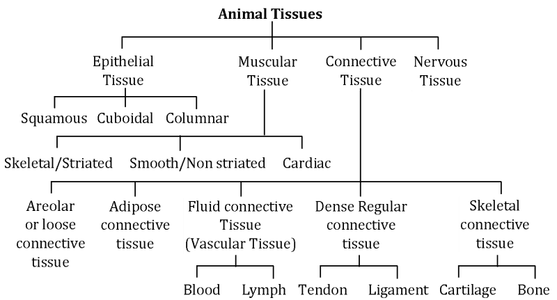 Animal Tissue| Types, Classification, and Functions Explained