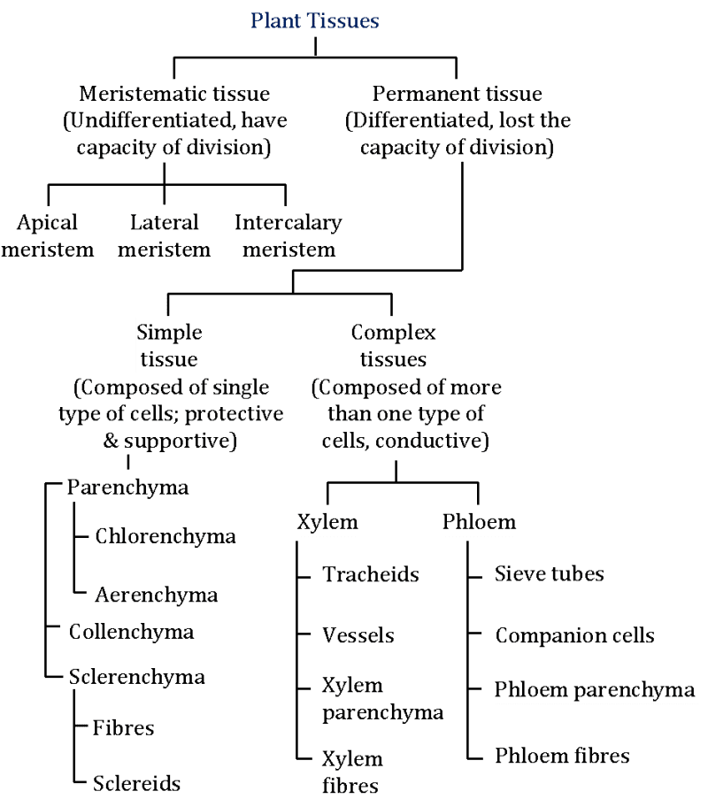 Plant Tissues| Classification, Importance, and Functions Explained