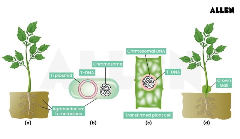 Understanding Genetic Engineering