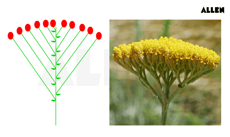 Racemose Inflorescence: Features, Types and FAQs