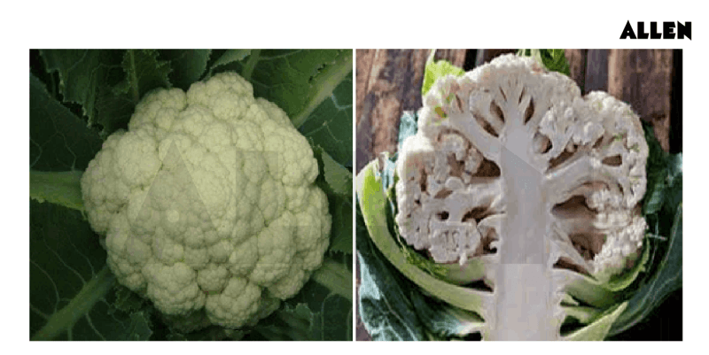 Racemose Inflorescence: Features, Types and FAQs