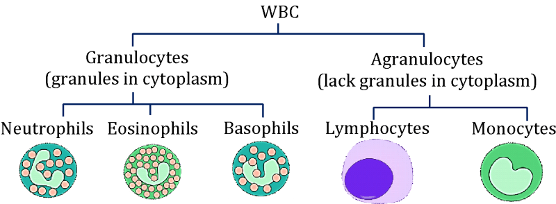 White blood cells (Leukocytes)