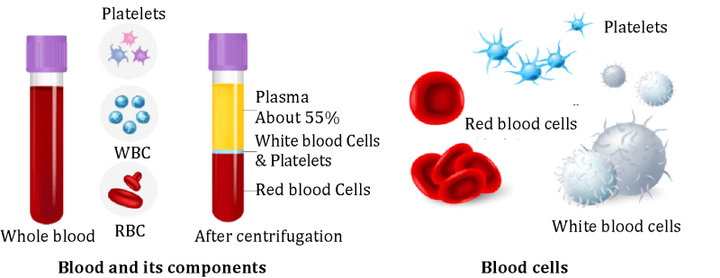 Platelets/Thrombocytes Small plate shaped cells that cluster together to help in forming blood clots when bleeding occurs.
