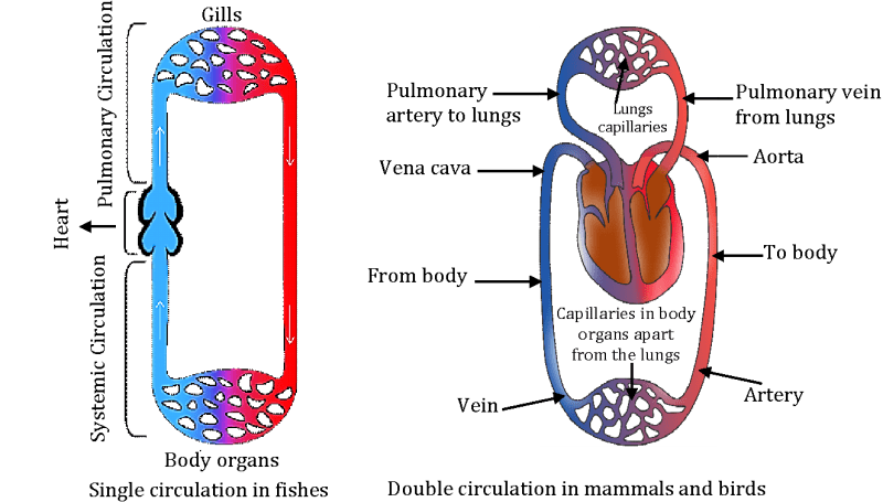Heart and Its Working| Structure, Function, and Circulatory Systems ...