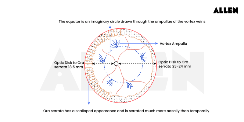 Equator of the eye