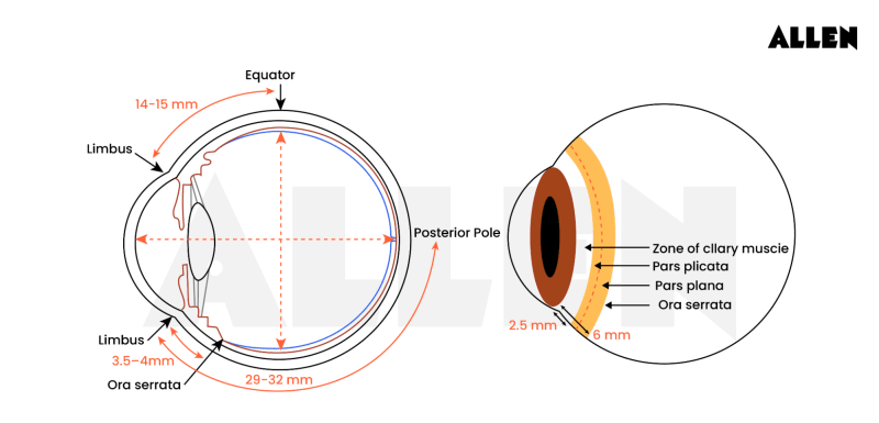 Interocular Area Understand the Layers of the Retina