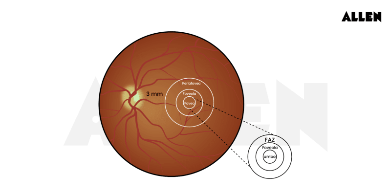 Fovea