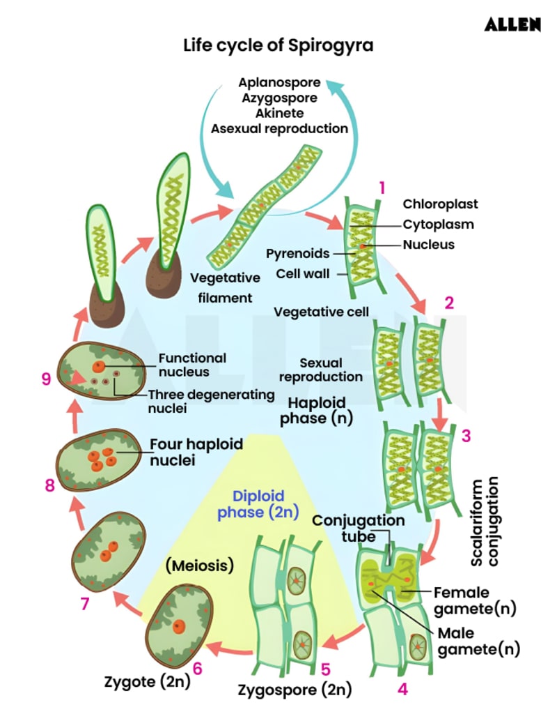 Overview of Spirogyra: Diagram, Classification, Characteristics & Life ...