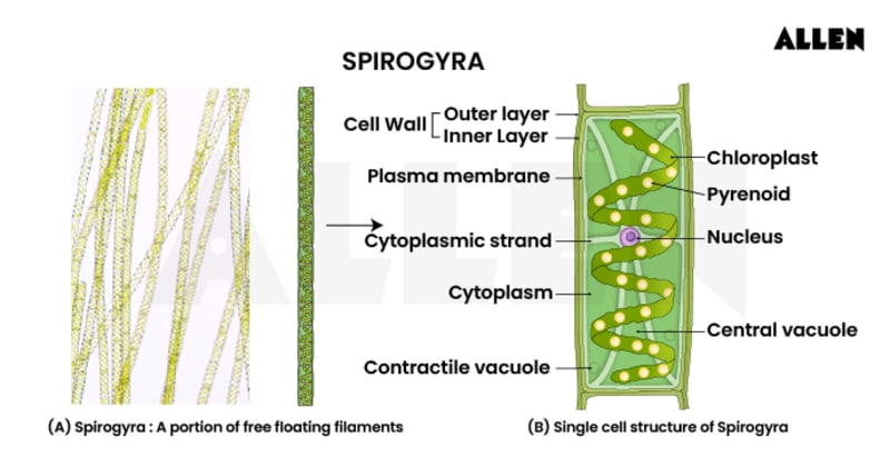 Overview of Spirogyra: Diagram, Classification, Characteristics & Life ...