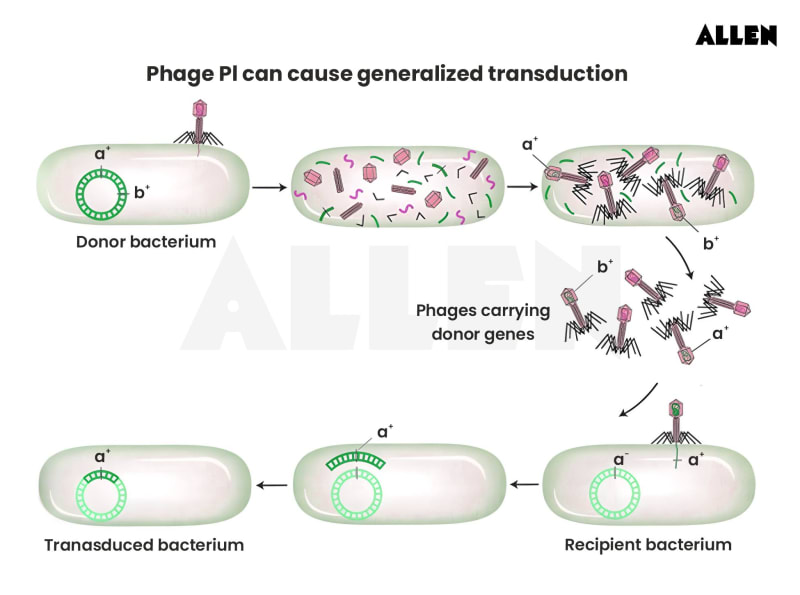 Transduction In Bacteria Genetic Exchange Transduction In Bacteria Genetic Exchange