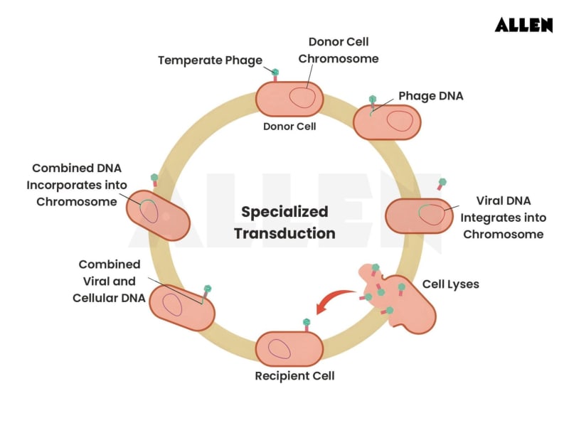 Transduction Types Transduction in Bacteria | Genetic Exchange