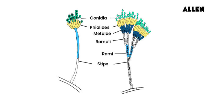 Penicillium Diagram A