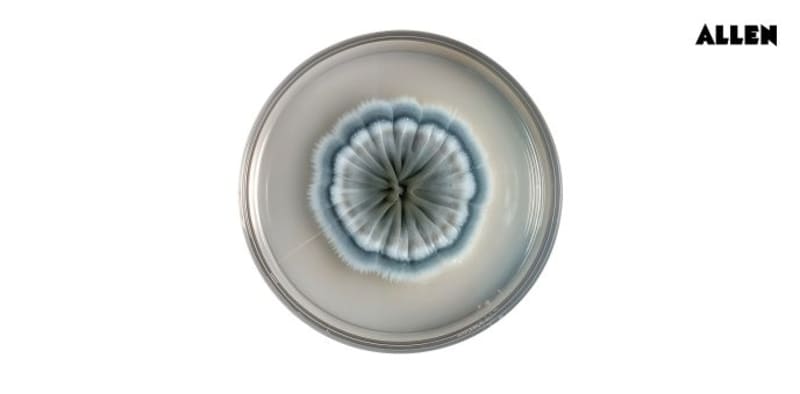 Penicillium B