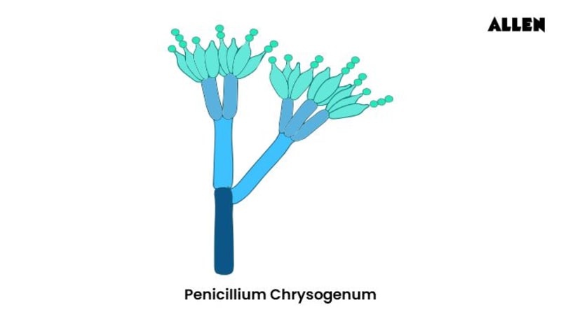 Penicillium A