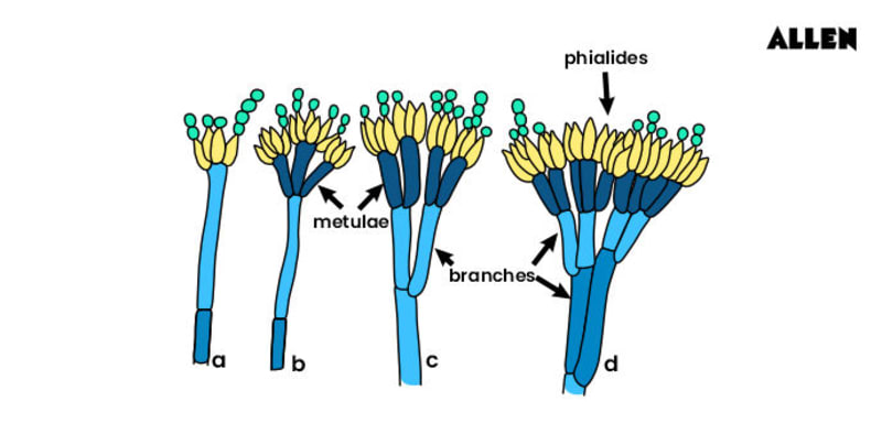 Penicillium Diagram B