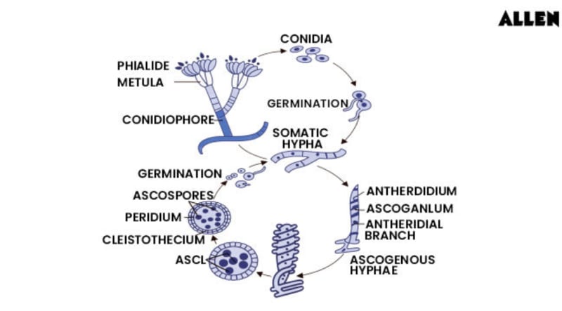 Life Cycle of Penicillium
