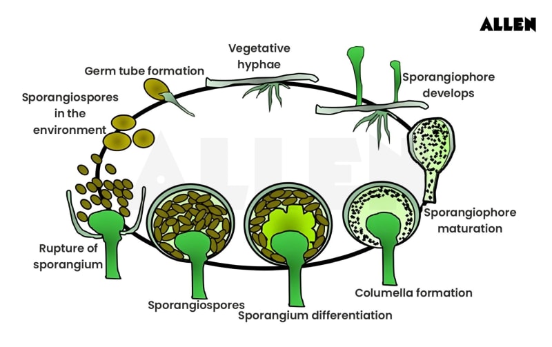 Mold Reproduction Process Rhizopus Fungus - Bread Mold | Structure & Reproduction