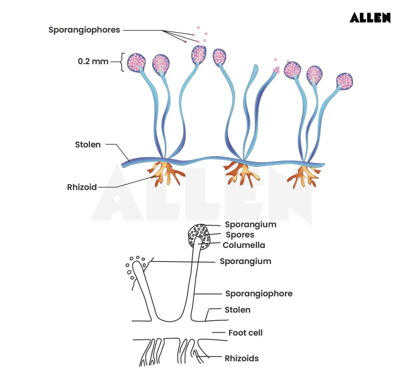 Rhizopus Fungus Bread Mold Structure Reproduction rhizopus-fungus-bread-mold-structure-reproduction