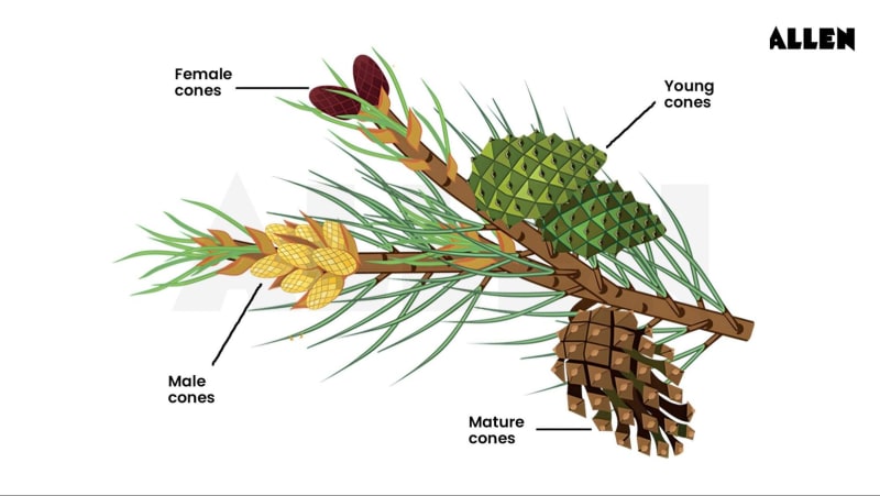 Pinus: Info & Guide | Evergreen Conifers