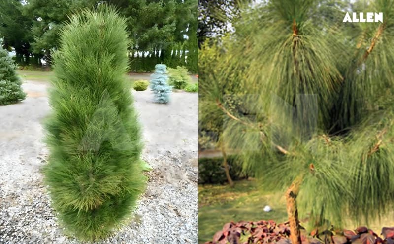 Donkey Pinus Pinus: Info & Guide | Evergreen Conifers
