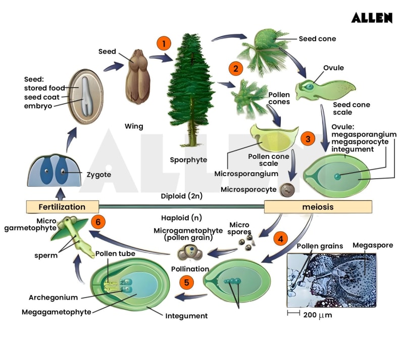 Pinus: Info & Guide | Evergreen Conifers