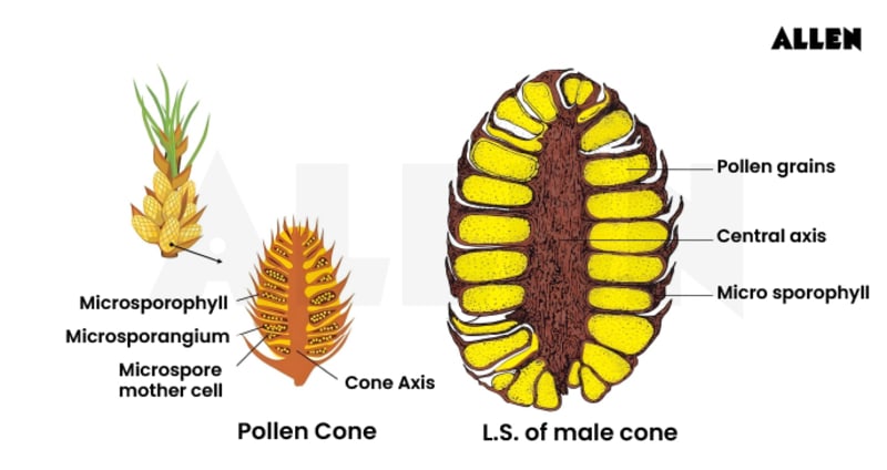 Microspores Pinus Male Cone: Structure & Development