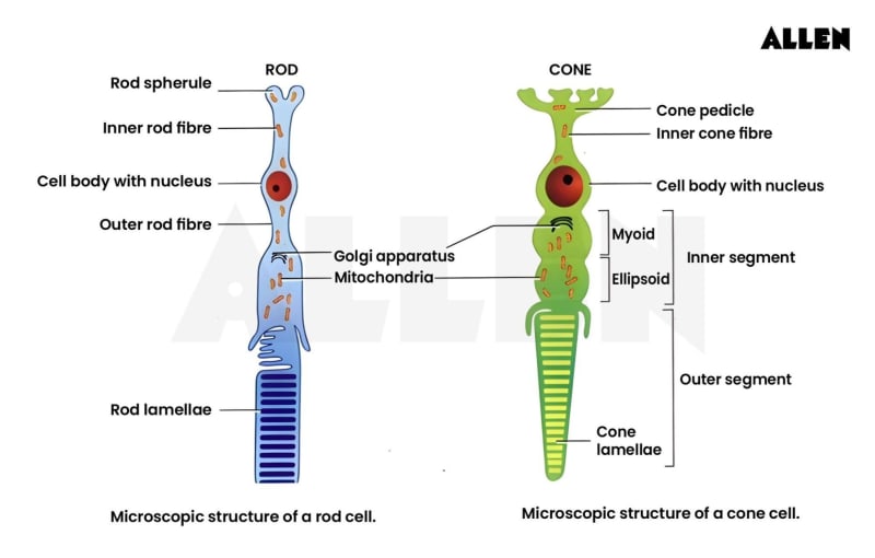 Layer of Photo Receptors